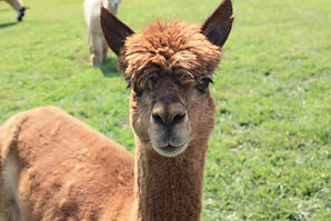 Chip (Erica Caron).jpg